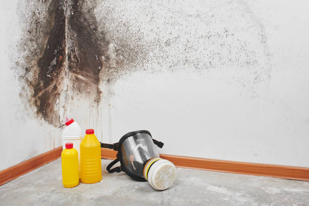 Reliable Moodus, CT Mold Removal Solutions