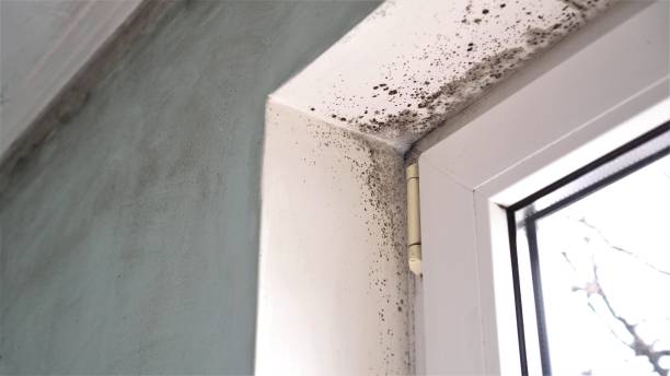 Best Home Mold Removal  in Moodus, CT