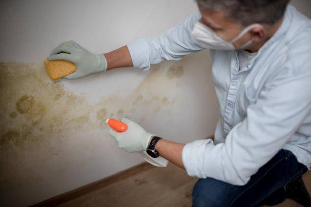 Moodus, CT Mold Removal Company