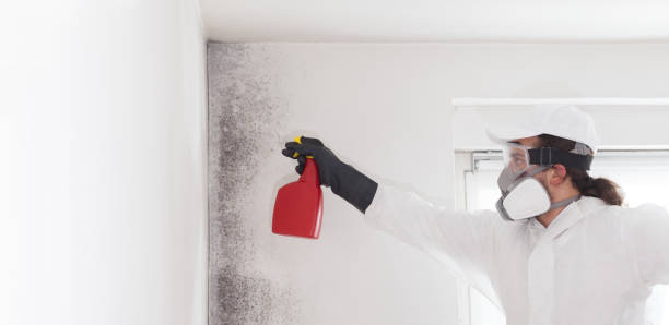 Best Mold Removal Near Me  in Moodus, CT