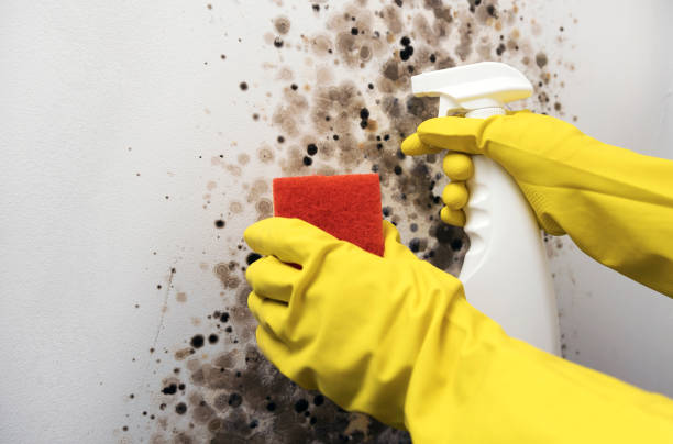 Best Toxic Mold Removal  in Moodus, CT