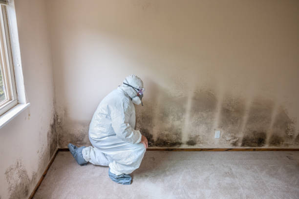 Best Mold Remediation  in Moodus, CT